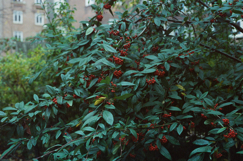 CANDIDO 800 COLOR 135/36 1-PAK