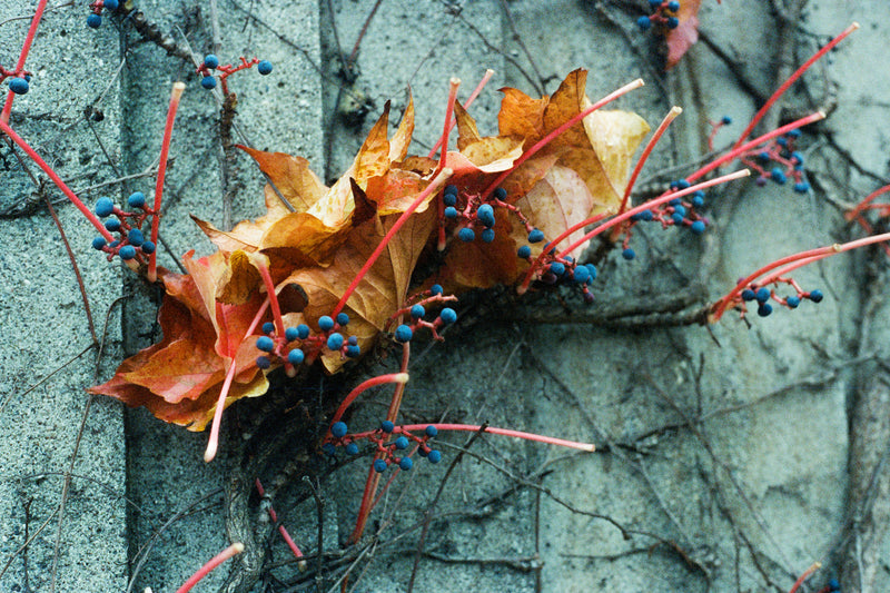 CANDIDO 800 COLOR 135/36 1-PAK