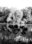 ILFORD ORTHO PLUS 80 120 1-PAK