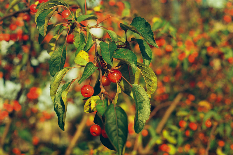 KONO DELIGHT ART 100 135/36 1-PAK