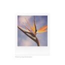 POLAROID SX-70 FARVE FILM MED 8 BILLEDER (1-PAK)